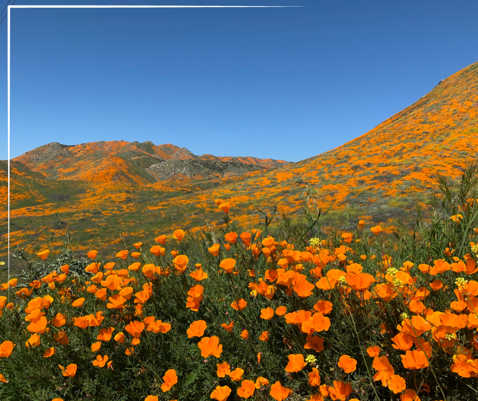 Lancaster Poppy Fields